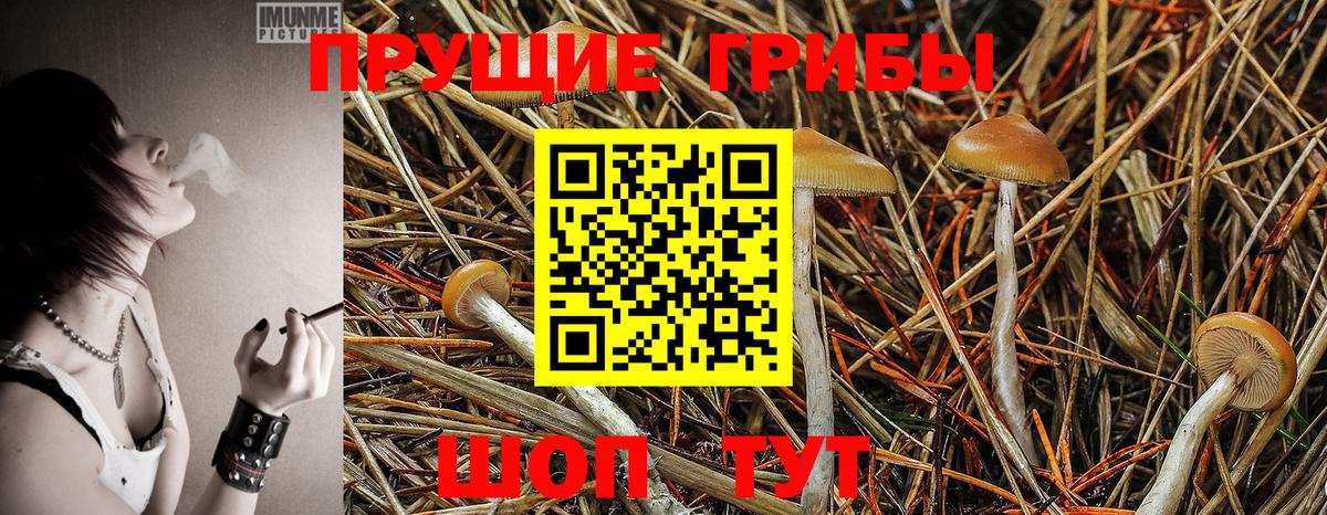 Псилоцибиновые грибы мицелий  магазин  наркотиков  Истра 